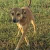 Amy💜 sucht Pflegestelle/Endstelle