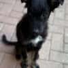 💙 Murphy 💙  sucht sein Zuhause