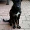 💙 Murphy 💙  sucht sein Zuhause