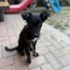 💙 Murphy 💙  sucht sein Zuhause