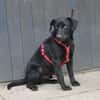 ♥Sammy♥ in 66583 Spiesen-Elversberg