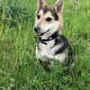 Pelle  kleiner Gute-Laune-Hund