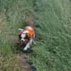 Elsa, süße Cavalier King Charles Hündin