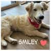 ❤Smiley ❤ sucht ihre Menschen