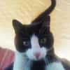 ganz toller Kater namens Jerry