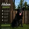 Hoben - ein cooler kleiner Kumpel