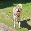 Aladar junger Huskyrüde sucht zuhause