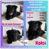 Koksi sucht seine Menschen🐾