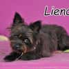 Die kleine Lienda