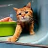 Little [FELV+]