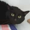 BAGHEERA CHA