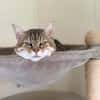 LYNXOU [FIV+]
