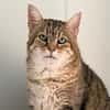 LYNXOU [FIV+]