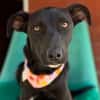 Angel ist ein Traum für jeden Hundebesit