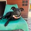 Angel ist ein Traum für jeden Hundebesit