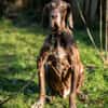 BIRKO - unser liebenswerter Hundesenior