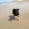 Delta - Frauenhund sucht Plätzchen