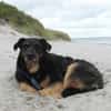 Delta - Frauenhund sucht Plätzchen