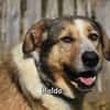 BALDO