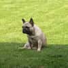 Bella gechillte FrenchyLady