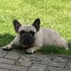 Bella gechillte FrenchyLady