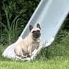 Bella gechillte FrenchyLady