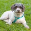 REBECCA, unser Lagotto Romagnolo Mädchen