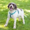 REBECCA, unser Lagotto Romagnolo Mädchen