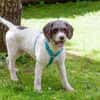 REBECCA, unser Lagotto Romagnolo Mädchen