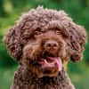 LA-CODY-dufter Typ sucht ruhiges Zuhause