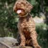 LA-CODY-dufter Typ sucht ruhiges Zuhause