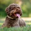 LA-CODY-dufter Typ sucht ruhiges Zuhause