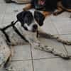 Bubis sucht ein Zuhause