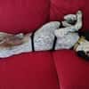 Bubis sucht ein Zuhause
