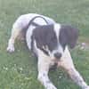 Bubis sucht ein Zuhause