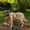 Cody - der Brave sucht Sicherheit