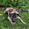 Cody - der Brave sucht Sicherheit