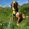 Eddy - kleiner Hund - großes Herz