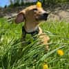 Eddy - kleiner Hund - großes Herz