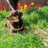 Bambi sucht ihre Menschen