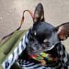 Bojt, süßer Chihuahua Junghund