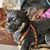 Bojt, süßer Chihuahua Junghund