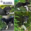 BLANKA -Rundum tolles Hundekind-