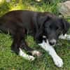 BLANKA -Rundum tolles Hundekind-