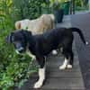 BLANKA -Rundum tolles Hundekind-