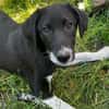 BLANKA -Rundum tolles Hundekind-