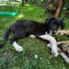 BLANKA -Rundum tolles Hundekind-