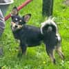 DADKA, Mix, geb. 07/2025