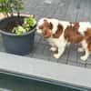 Amanda,liebe Cavalier King Charles Dame