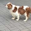 Amanda,liebe Cavalier King Charles Dame